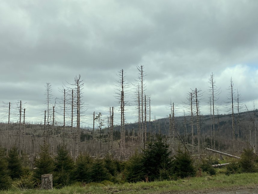 Oberharz bei Torfhaus