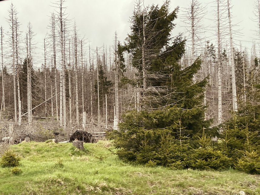 Oberharz bei Torfhaus