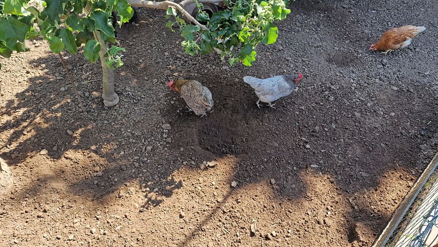 Offener Garten in Uthleben