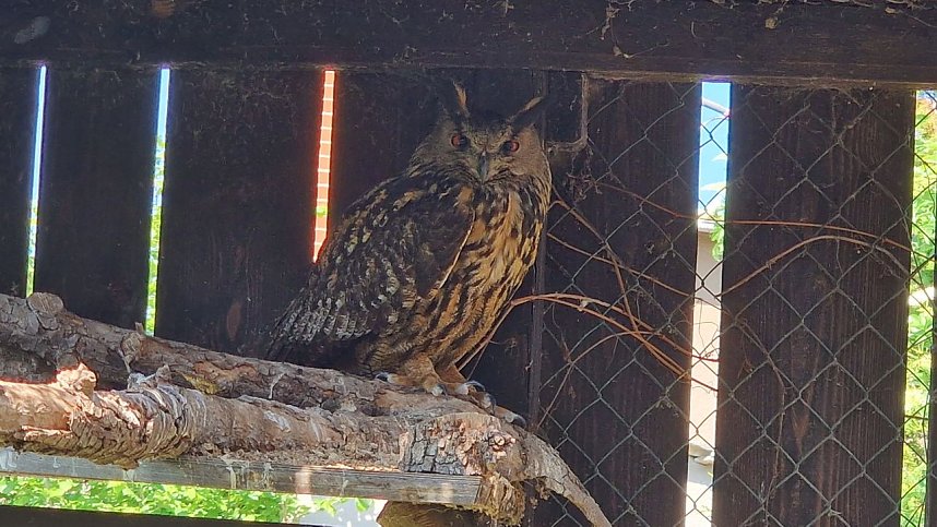 Offener Garten in Uthleben