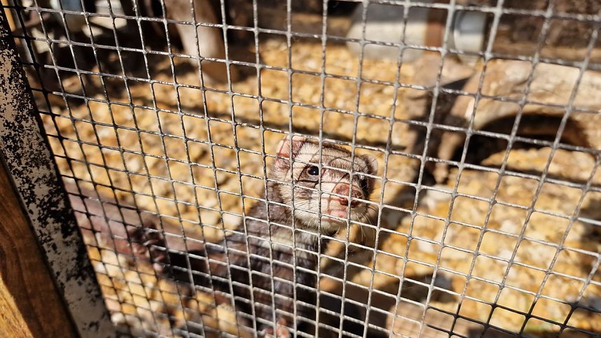 Freddy, das Frettchen ist putzmunter