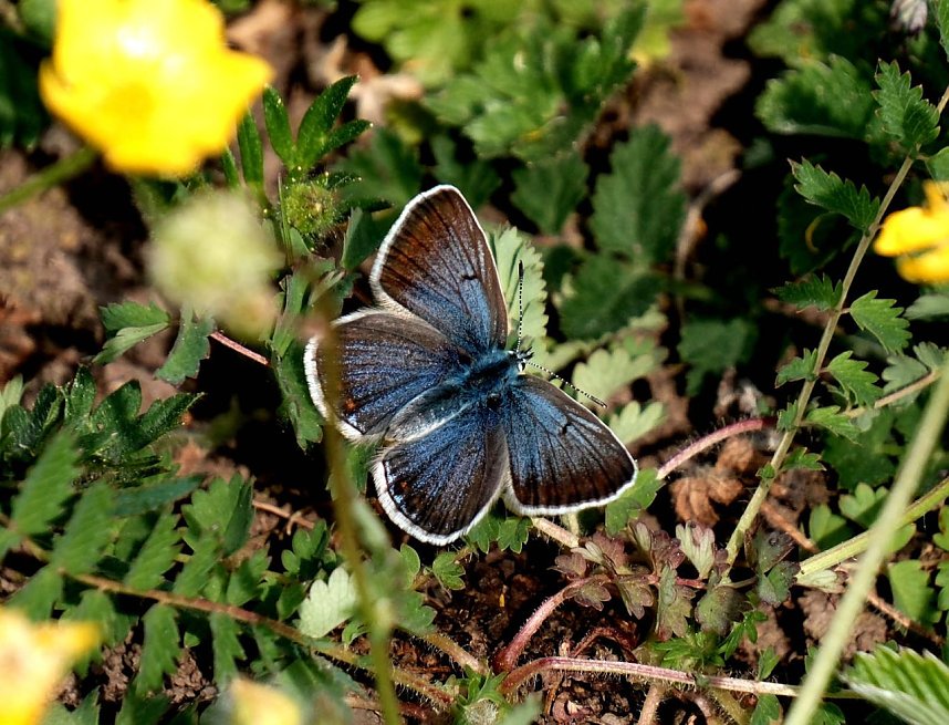 Peter Blei auf Schmetterlingssuche