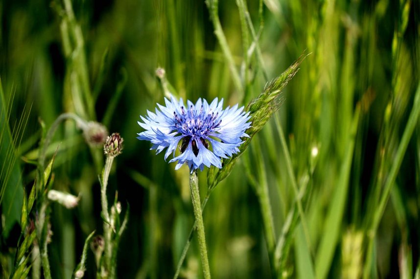 Peter Blei auf Schmetterlingssuche