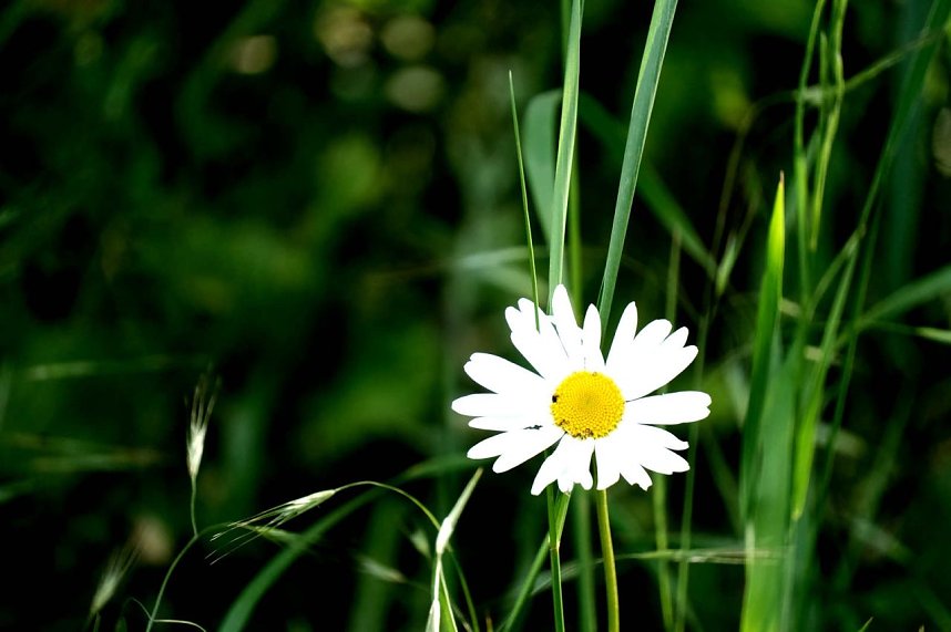 Peter Blei auf Schmetterlingssuche