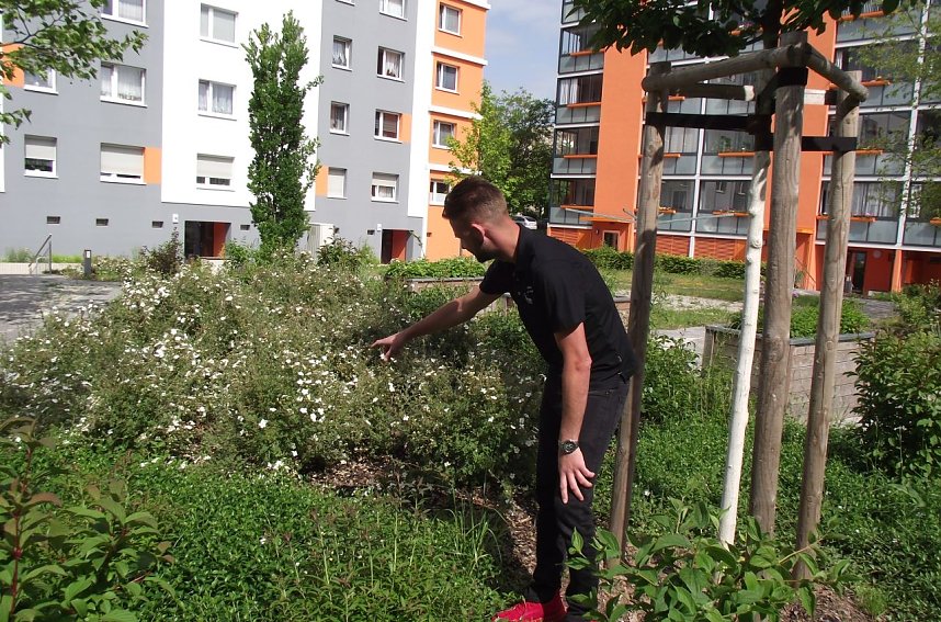 Daniel Schneider, der junge sympathische Teamleiter Objektmanagement der WBG, f&uuml;hrte uns durch einen gr&uuml;nen und bl&uuml;henden Bereich um den Aueblick mit den optisch eindrucksvoll aufgewerteten Plattenbauten. Hier zeigt er auf bl&uuml;hende B&uuml;sche.