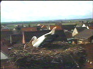 Jetzt sind es zwei St&ouml;rche