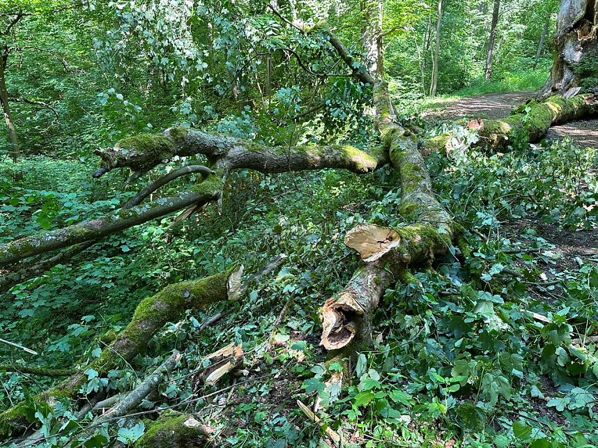 Der 400 Jahre alte "Gro&szlig;mutter"-Baum am Kohnstein gefallen
