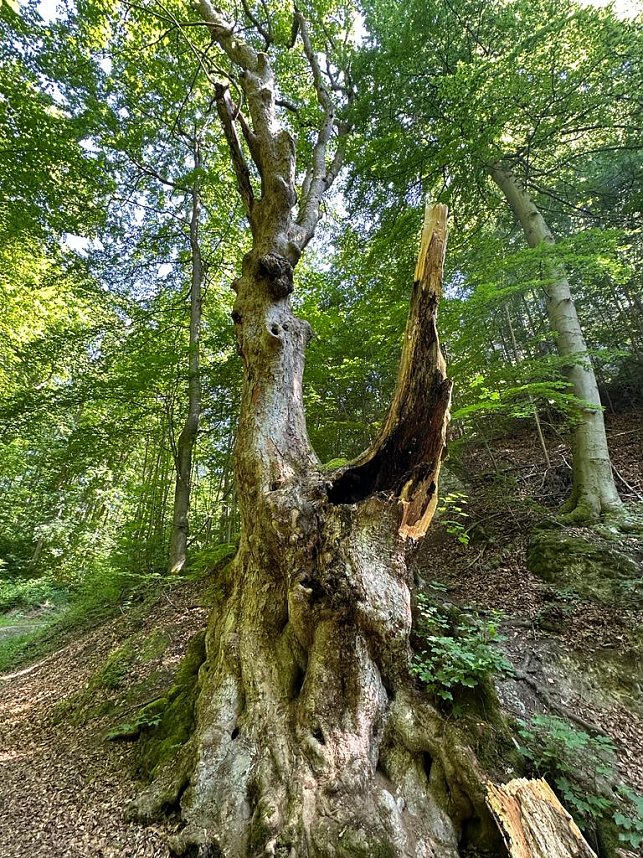 Der 400 Jahre alte "Gro&szlig;mutter"-Baum am Kohnstein gefallen