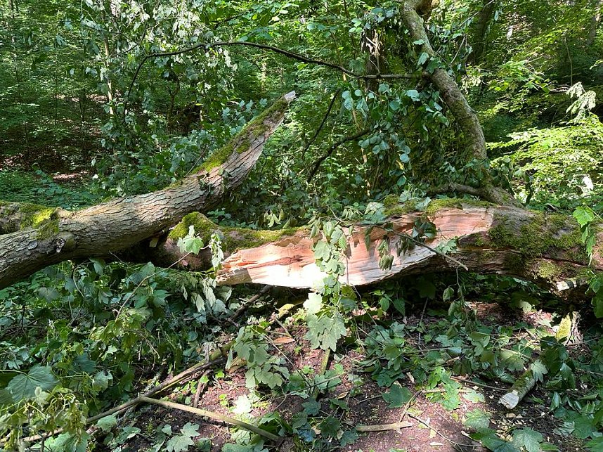 Der 400 Jahre alte "Gro&szlig;mutter"-Baum am Kohnstein gefallen