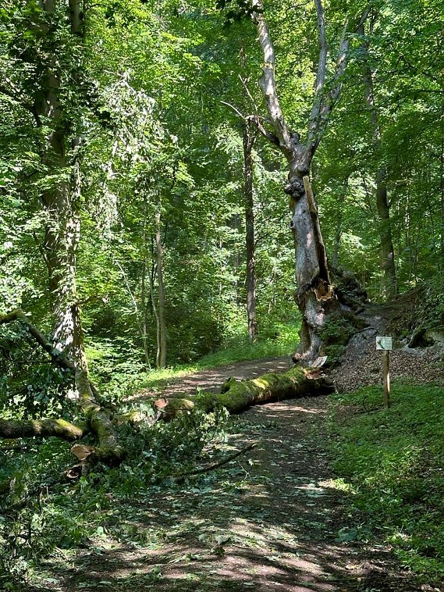 Der 400 Jahre alte "Gro&szlig;mutter"-Baum am Kohnstein gefallen