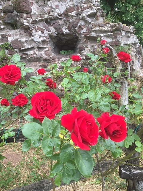 Rosenbl&uuml;te auf der Ebersburg