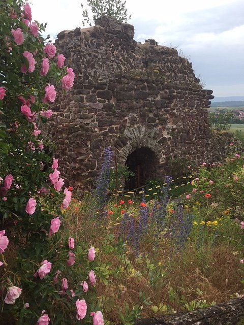 Rosenbl&uuml;te auf der Ebersburg