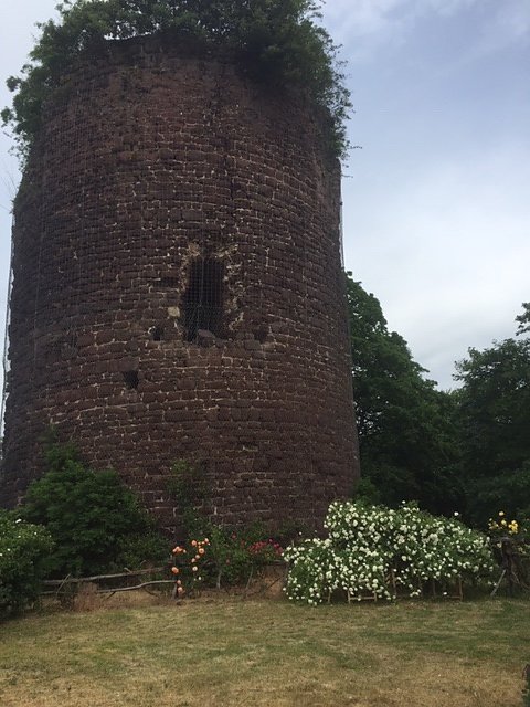 Rosenbl&uuml;te auf der Ebersburg