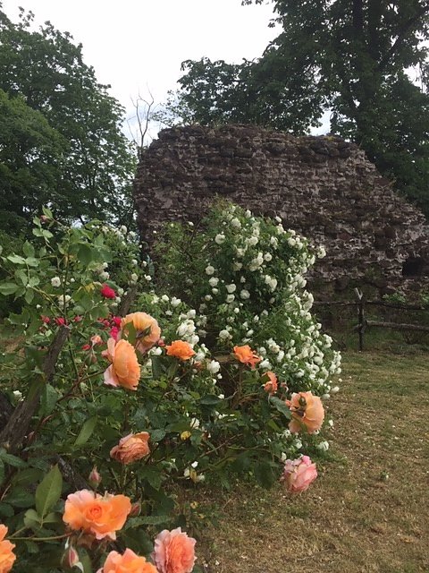 Rosenbl&uuml;te auf der Ebersburg