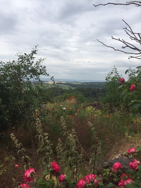 Rosenbl&uuml;te auf der Ebersburg
