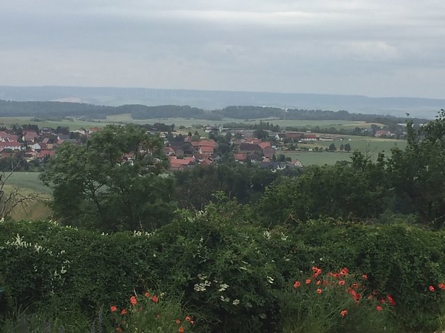 Rosenbl&uuml;te auf der Ebersburg