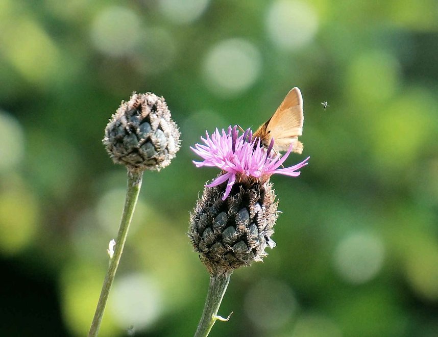 Die Wunder der Natur eingefangen von der Kamera