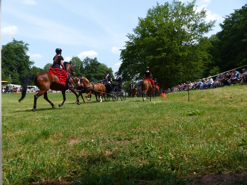 Ponyschau in W&uuml;lfingerode