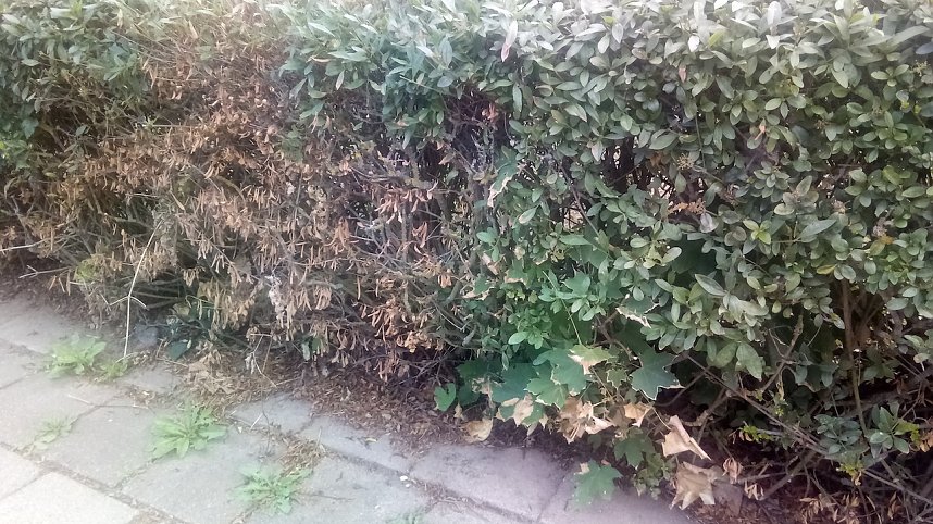 Wenigstens wurde der untaugliche Versuch abgebrochen, ehe die hecke F&uuml;r fing.