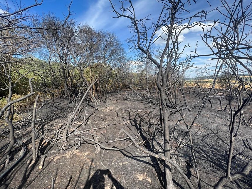 Feuer in der Goldenen Aue