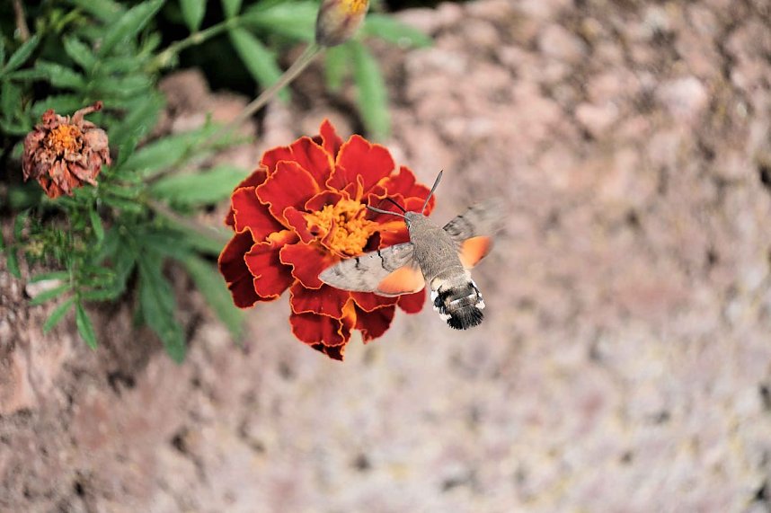 Peter Blei unterwegs im Kloster G&ouml;llingen
