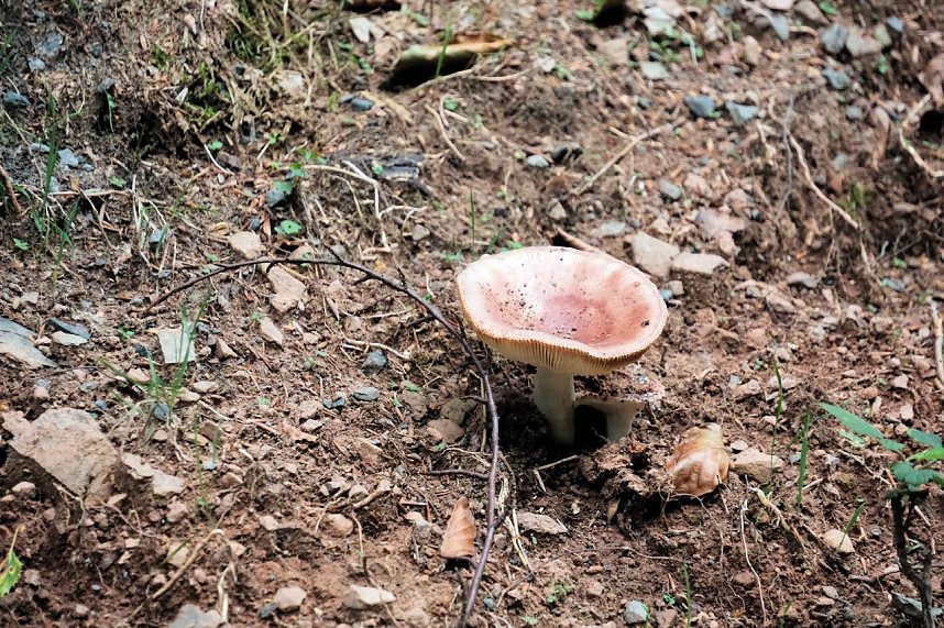 Unterwegs zum Hufhaus