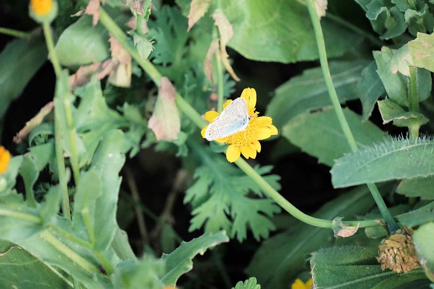 Peter Blei unterwegs auf dem Petersberg