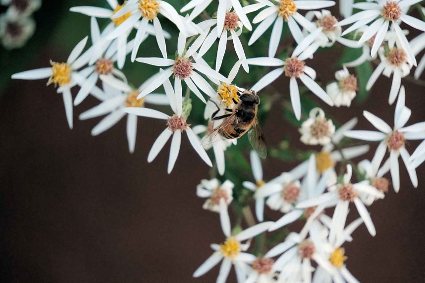 Peter Blei unterwegs auf dem Petersberg