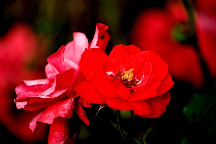 Peter Blei unterwegs auf dem Petersberg