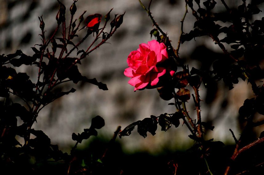 Peter Blei unterwegs auf dem Petersberg