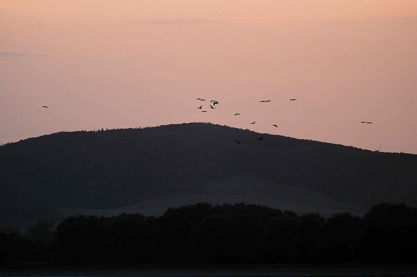 R&uuml;ckkehr der Kraniche
