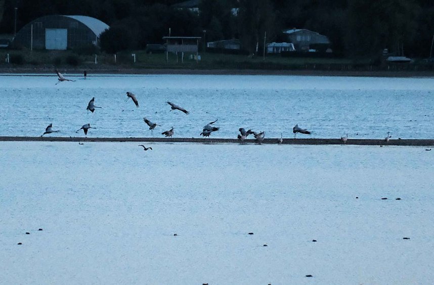 R&uuml;ckkehr der Kraniche