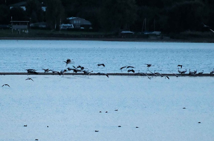 R&uuml;ckkehr der Kraniche