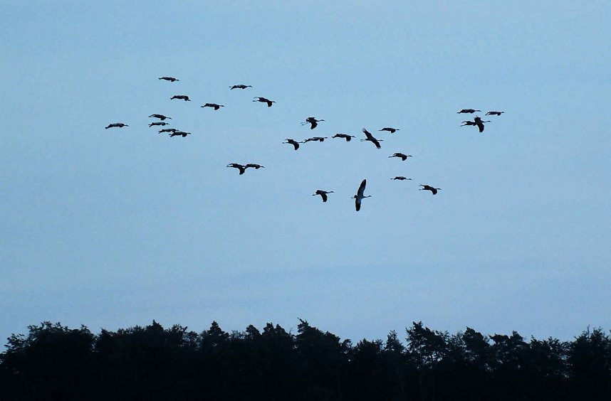 R&uuml;ckkehr der Kraniche
