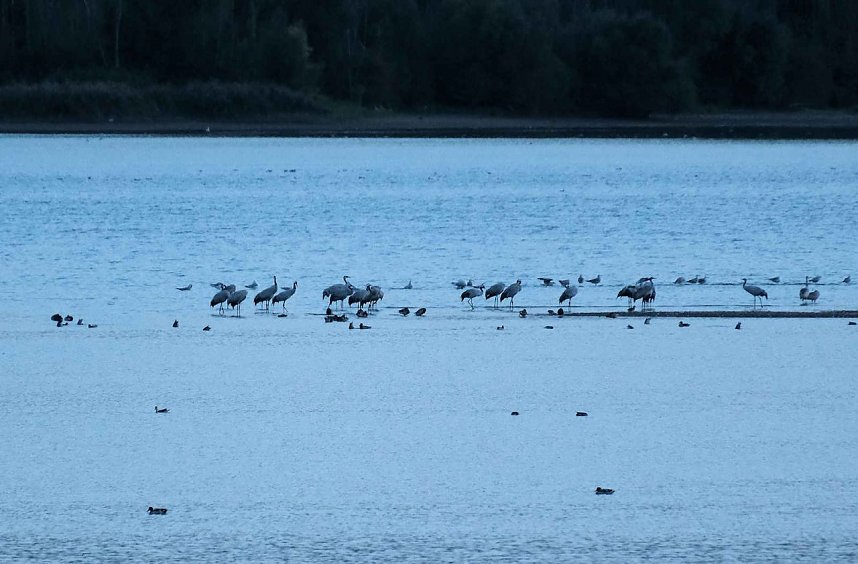 R&uuml;ckkehr der Kraniche