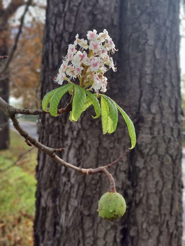 Kastanienbl&uuml;te im Oktober