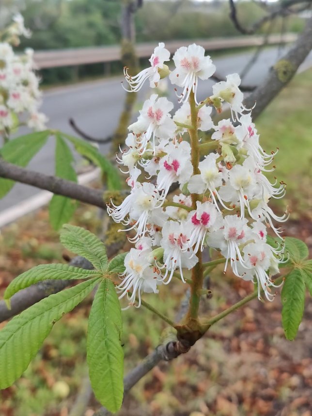 Kastanienbl&uuml;te im Oktober