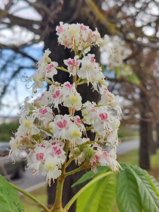 Kastanienbl&uuml;te im Oktober