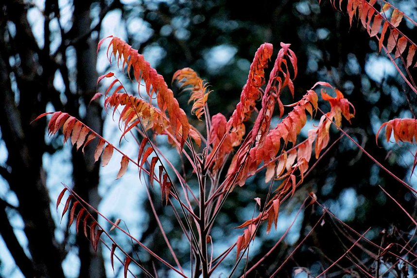 Herbst am Kiesschacht