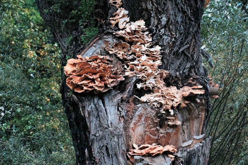 Herbst am Kiesschacht