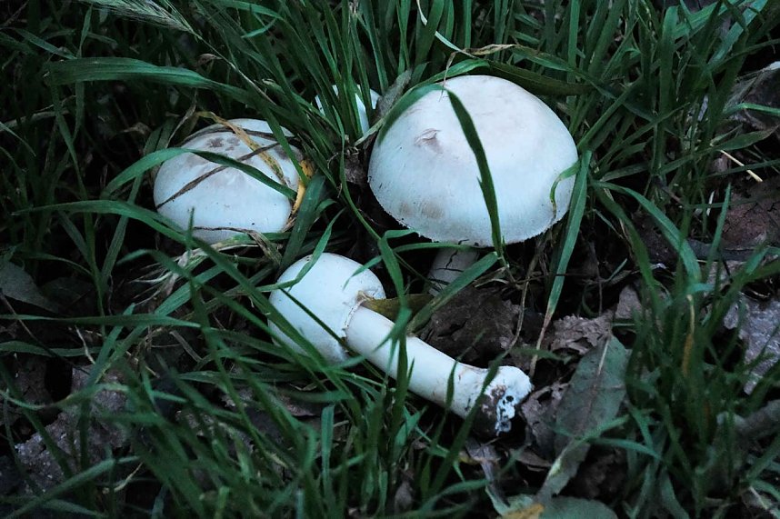 Herbst am Kiesschacht