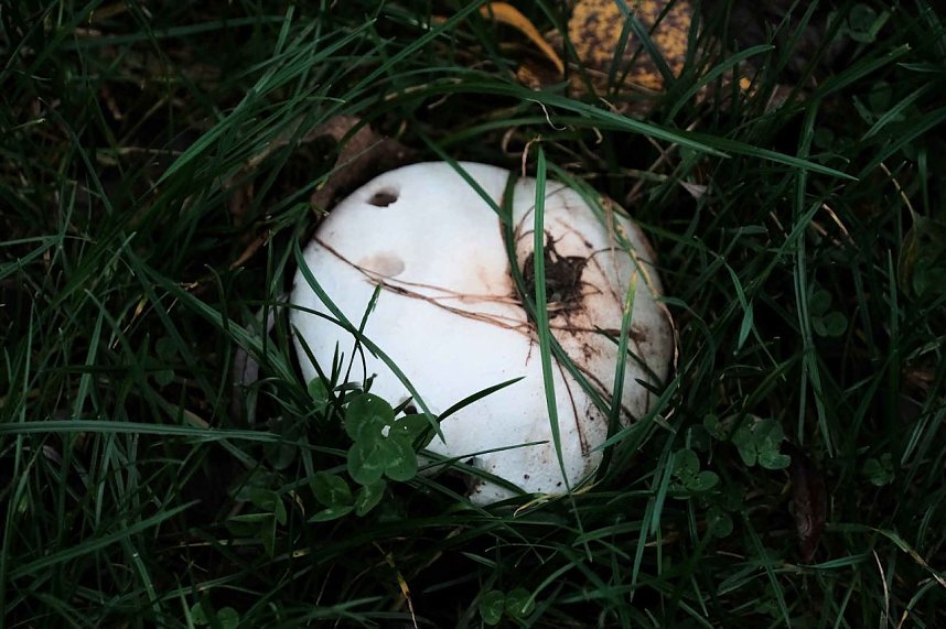 Herbst am Kiesschacht