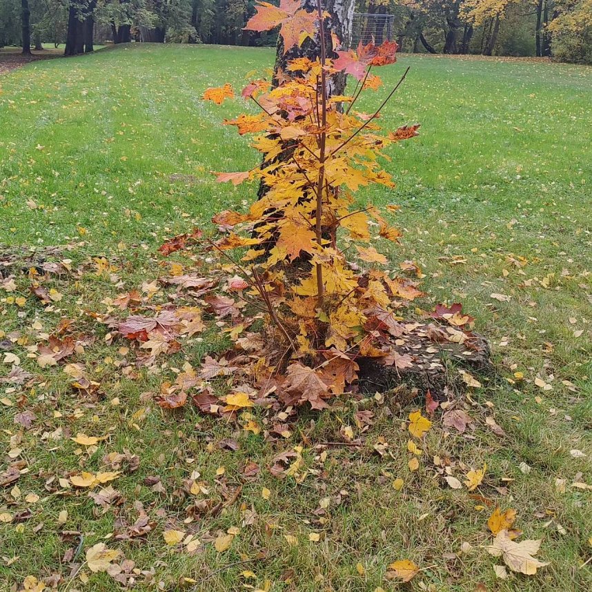 Herbst am Kiesschacht