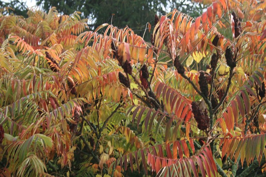 Herbst in der Goldenen Aue
