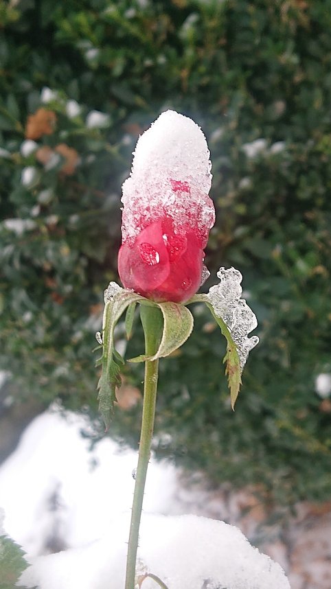Schneek&ouml;nigin im Wintergarten