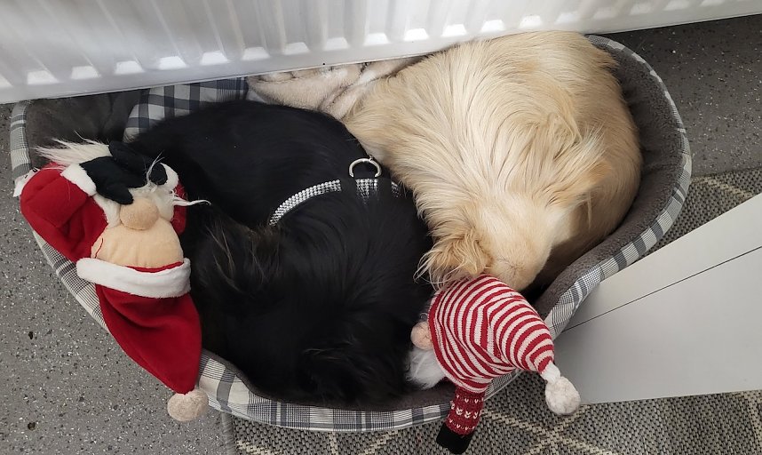 Die beiden Jungs Anuk und Calvin Klein