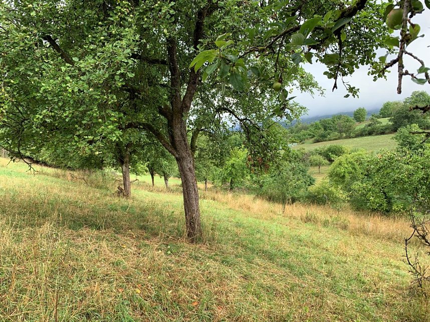 Richtiger Obstbaumschnitt will gelernt sein