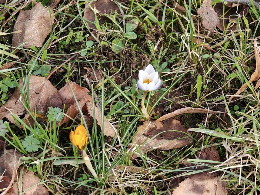 Peter Blei auf Fr&uuml;hbl&uuml;hersuche