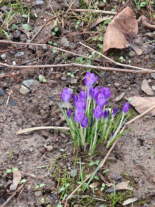 Peter Blei auf Fr&uuml;hbl&uuml;hersuche