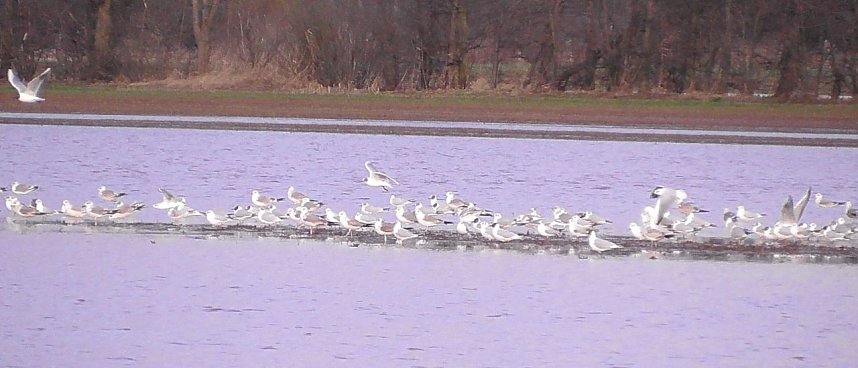 Wasser auf den Feldern der Goldenen Aue